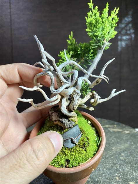 真柏文人樹型|丹尼BONSAI DANY 